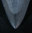 Beautiful, Grey Lower Megalodon Tooth #13536-3